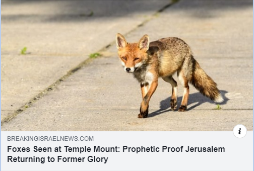 The Jewish rabbis are pointing to Lamentations 5:18 "Because of the mountain of Zion, which is desolate, the foxes walk upon it."